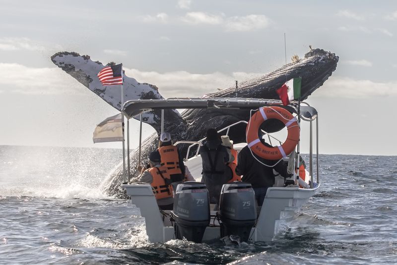 Humpback Whale, Wild Life, Baja California Sur, Pacific Ocean, Ballena Jorobada, Oceano Pacifico  El Coloso de los Maresphoto preview