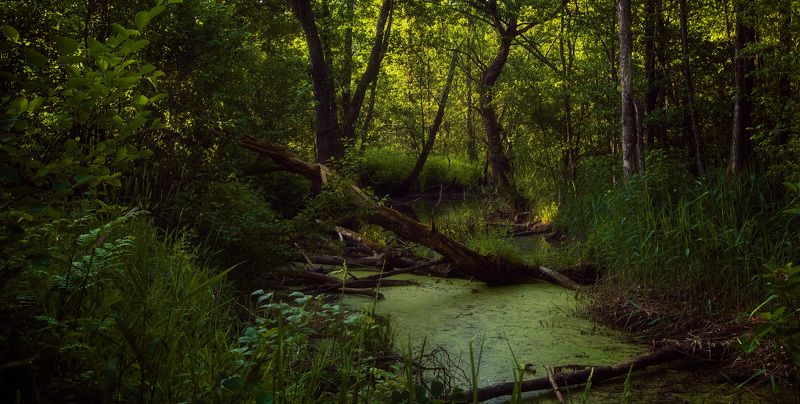 жорновка, лето, русло Старое русло фото превью