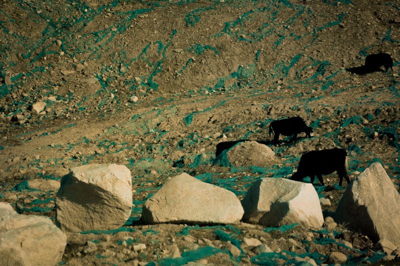 cow, livestock, bare land, rocks, animals, black, geofabric, china. When there´s no grassphoto preview