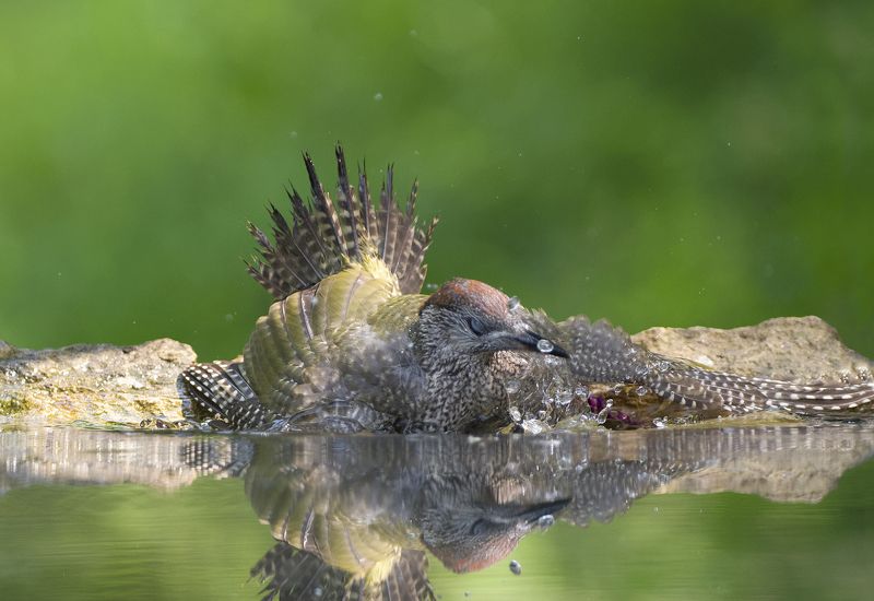 Mолодой зеленый дятелphoto preview