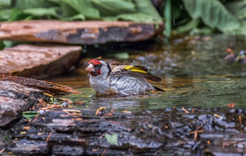птица, щегол, ручей, лес, купание, купание щегла..photo preview