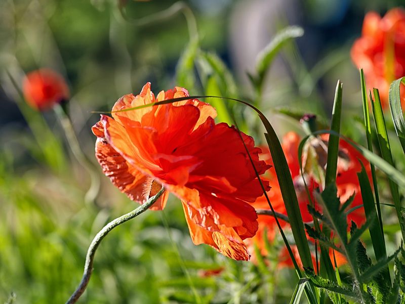 red; poppies; summer; sunset; nature; natural background; bokeh; multicolored background; photography; garden - red poppy  in the summer sunset фото превью