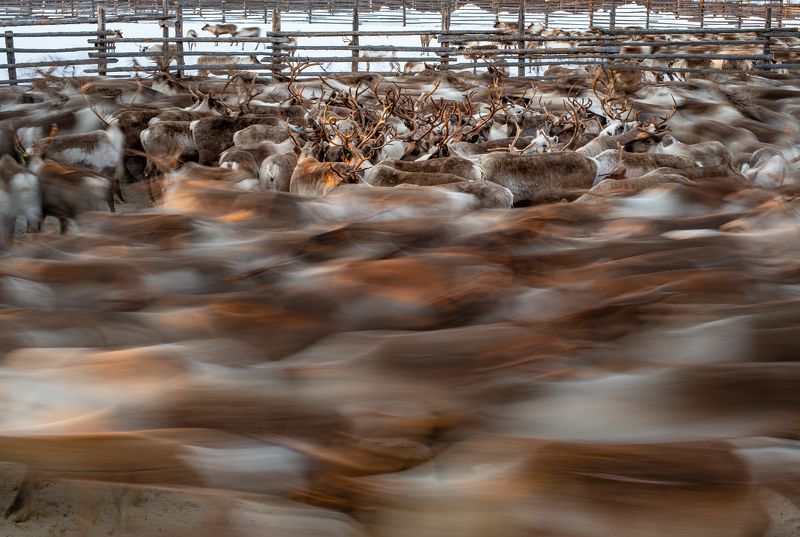 Хоровод жизни.photo preview