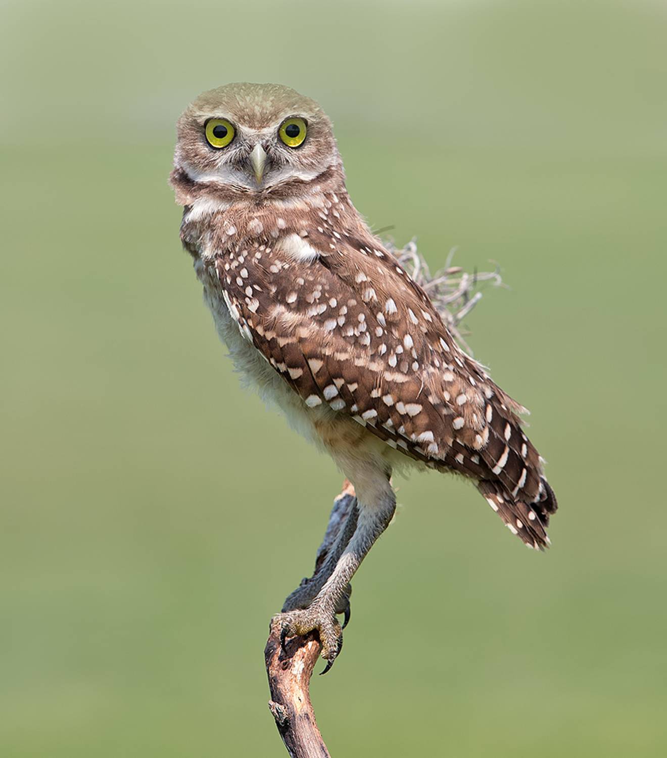 owl, burrowing owl,сыч, флорида, florida, хищные птицы, Etkind Elizabeth
