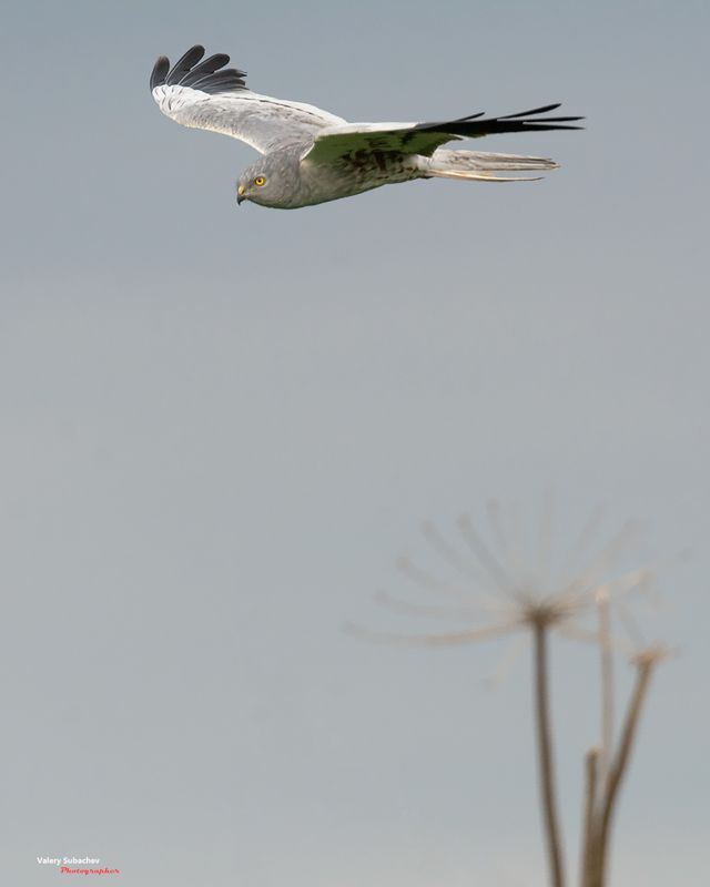 Луньphoto preview