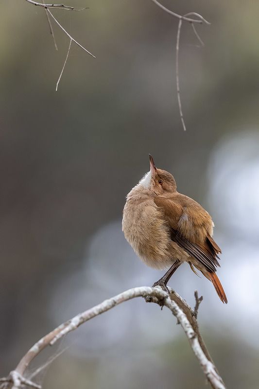 птицы, уругвай ***photo preview