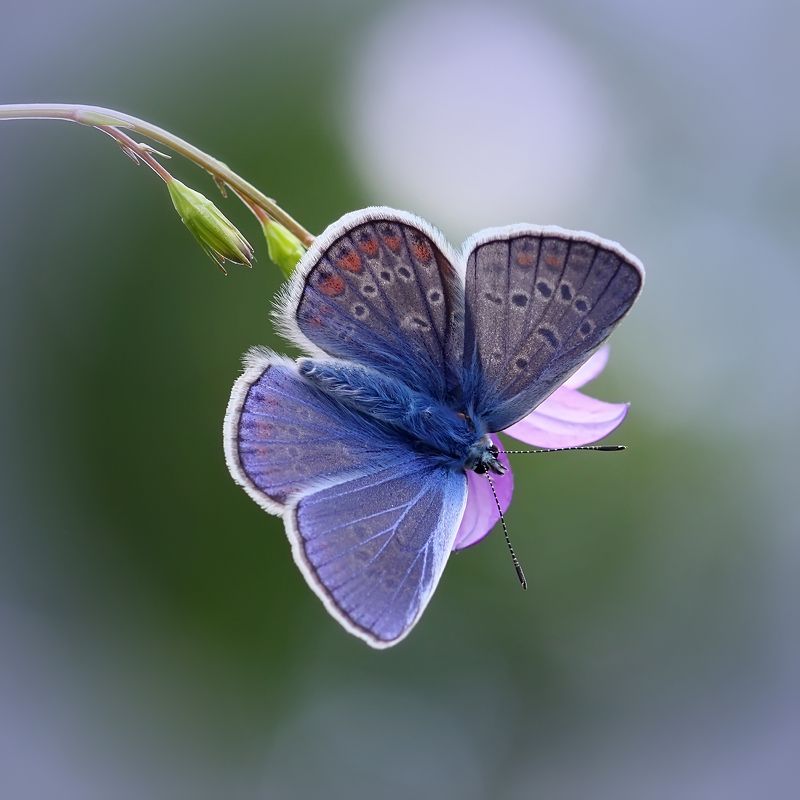 Голубянка.photo preview