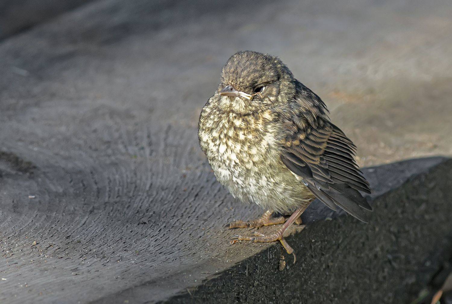 Бука. Автор: Широких Александр слёток горихвостки, лето, птицы, сад, Широких Александр