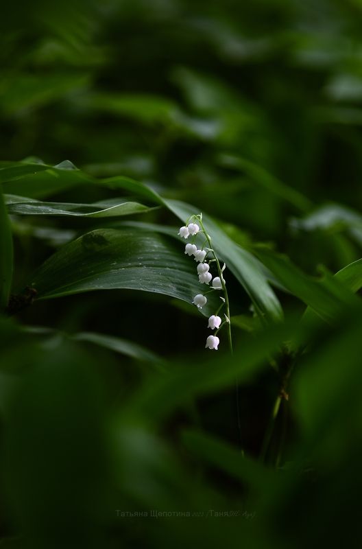 ландыши, пушкин, царское, царскоесело, нижнийпарк, отдельныйпарк Там, где ландыши...photo preview