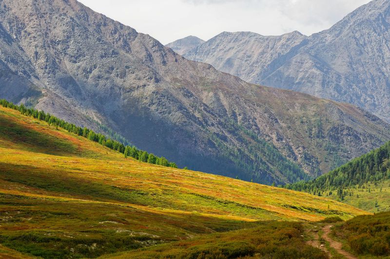 Елочкойphoto preview