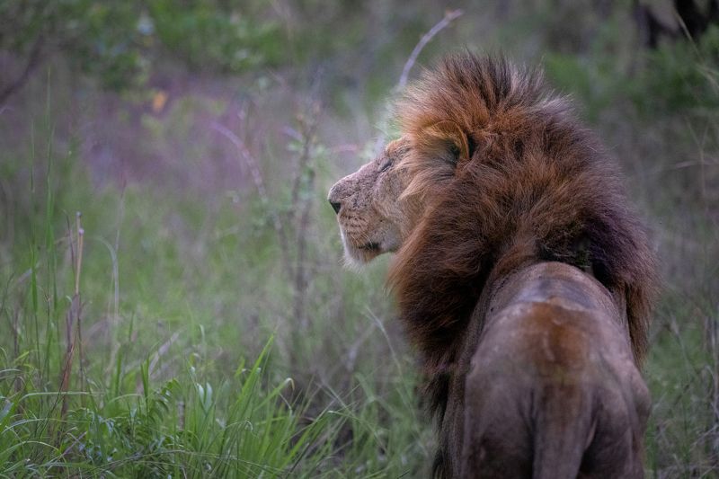 lion, big cat, big cats, lions, safari, south africa, kruger, ulusaba Injured Warriorphoto preview