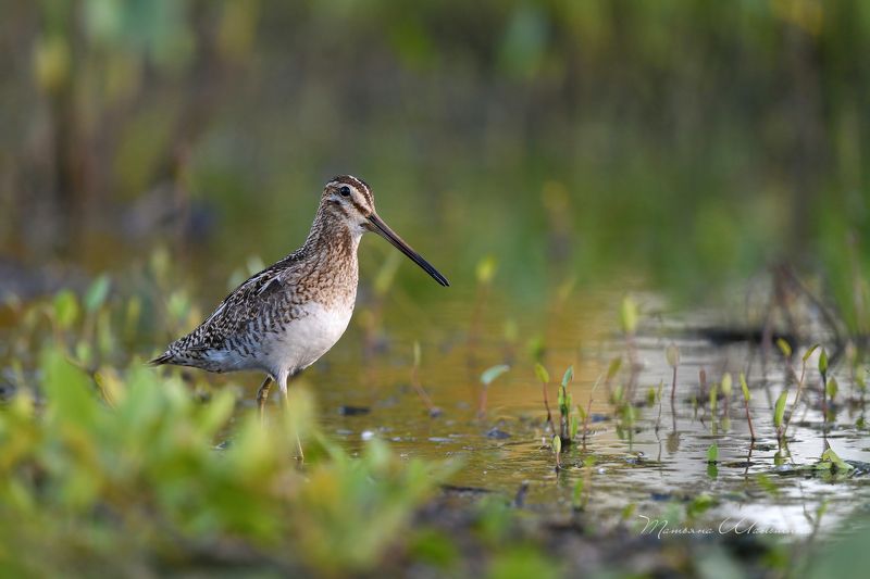 Его Величество, Бекас!photo preview