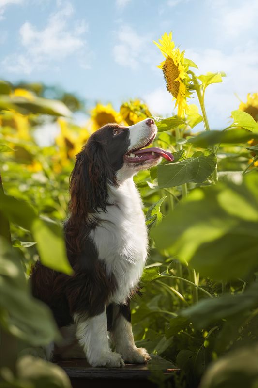 狗 宠物 萌宠 动物 向日葵狗photo preview
