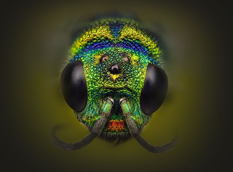 pseudomalus auratus, Pseudomalus auratus,photo preview