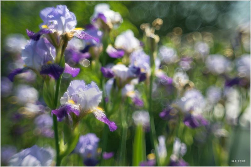 лето,ирисы,акварель Ирисовая акварельphoto preview