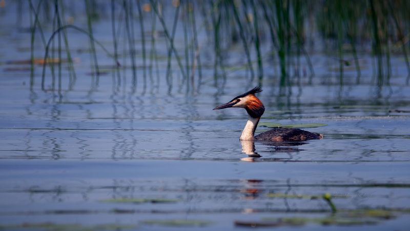 ***чомгаphoto preview