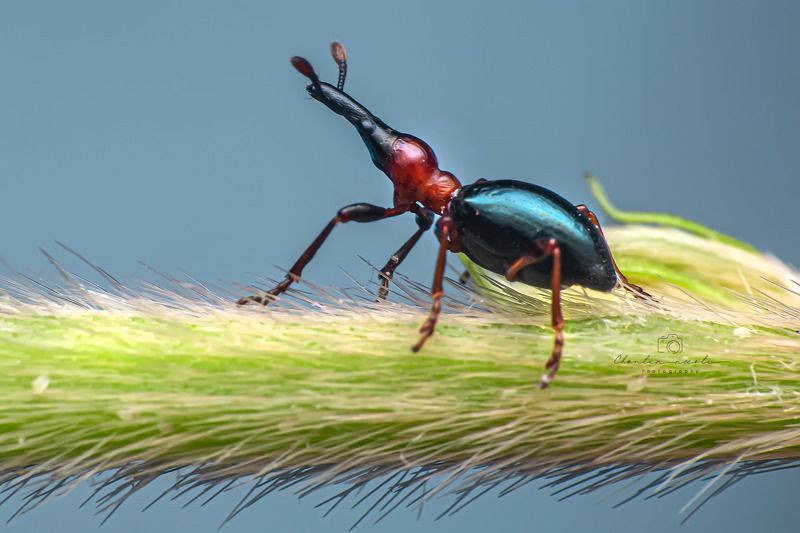 bug, insect, nature, beauty, beautiful, long nose, animal, focus, macro, small Bọ khoai langphoto preview