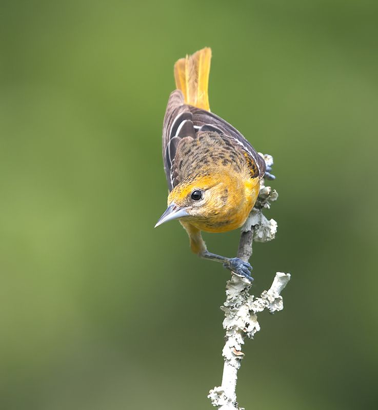 трупиал, baltimore oriole, oriole, весна Baltimore Oriole - Балтиморская Иволгаphoto preview