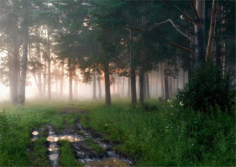 утро, рассвет, восход, сосны, край, свет, туман, дорога, прогулка Утренняя прогулка по краю светаphoto preview