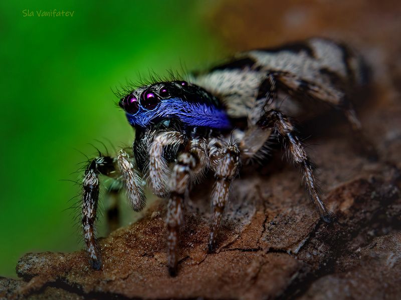 макро...photo preview