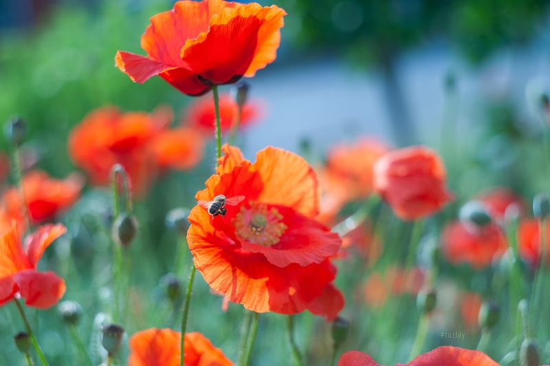 Маки и пчёлкиphoto preview