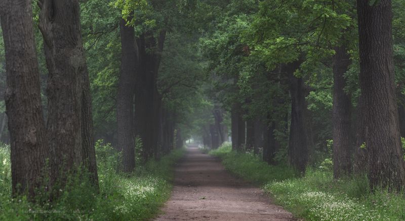 спб, питер, пушкин, царскоесело, царское, рассвет. пейзаж Летомphoto preview