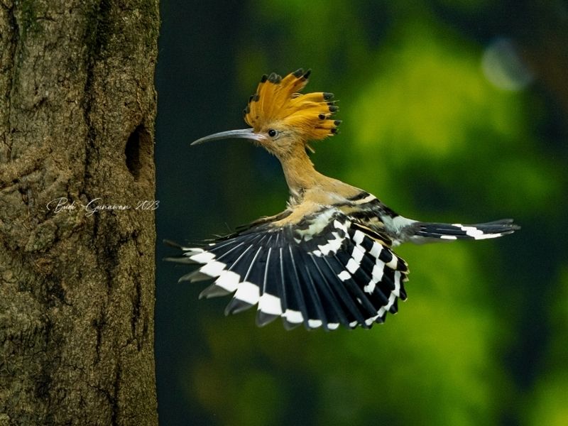 Animal, hoopoe, eurasian Hoopoe  Going homephoto preview