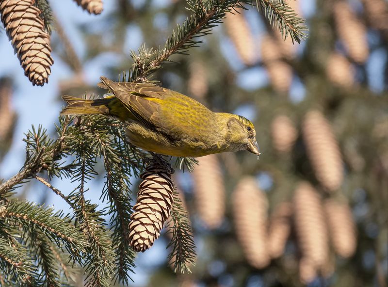 птица, клёст, самка, лес, клёст (самка)photo preview