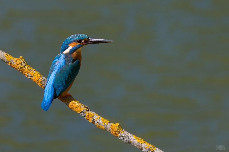 Зимородок фото превью