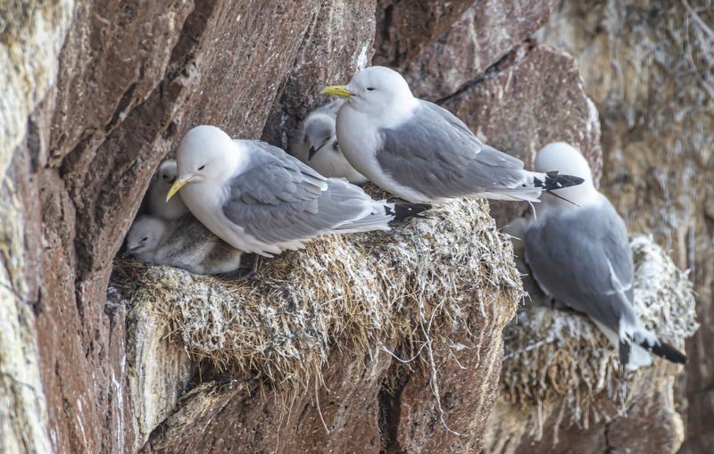 мурмаская область, териберка, птицы, чайки, птичий базар, моевка Моевки на гнездахphoto preview