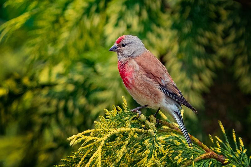 nature, wildlife, bird, Common linnet, Коноплянка Common linnetphoto preview