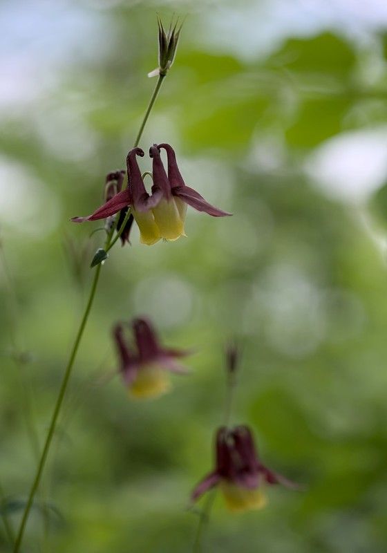 аквилегия водосбор aquilegia oxysepala Аквилегия фото превью