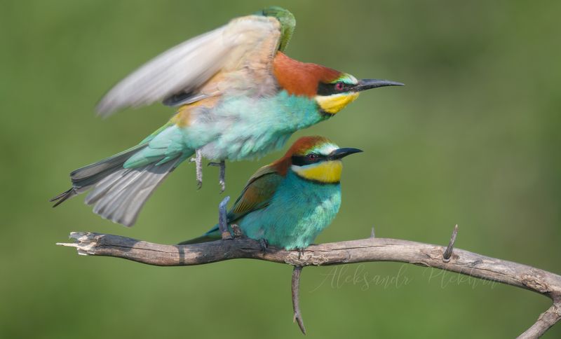 ,птицы природа wildlife живая природа bee–eater emotion in animals, Улетайphoto preview