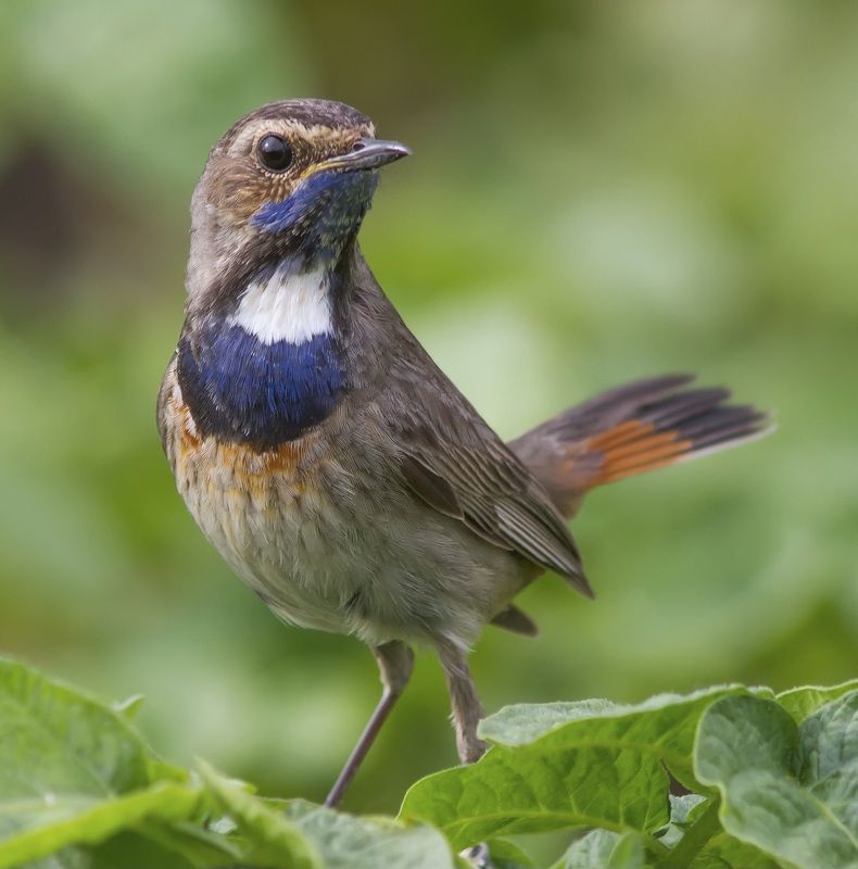 Варакушка с белой манишкойphoto preview