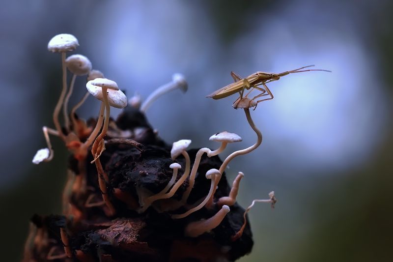 Вдаль смотрящий.photo preview