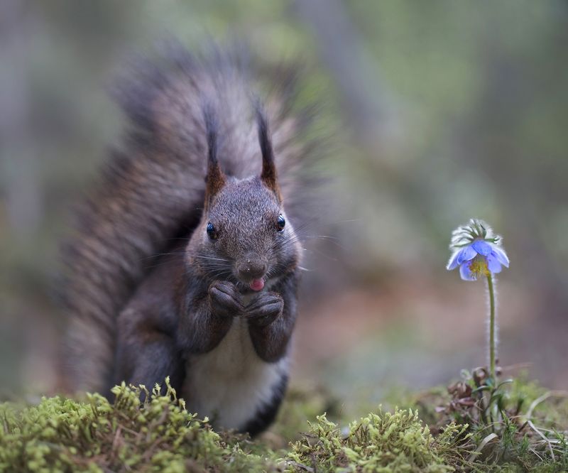 нерюнгри, белка, якутия, дикие_животные, евгениялевина, бурундукиибелкилевиной, женялевина Ну какова красота!? фото превью