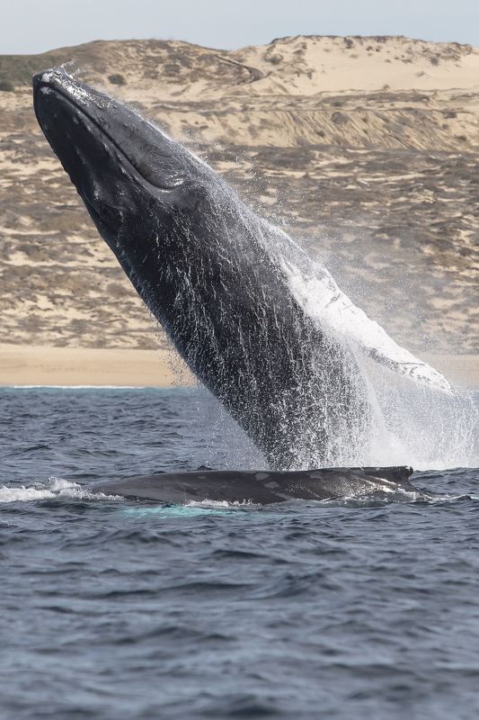 Humpback Whale, Wild Life, Baja California Sur, Pacific Ocean, Ballena Jorobada, Oceano Pacifico  El Coloso de los Maresphoto preview