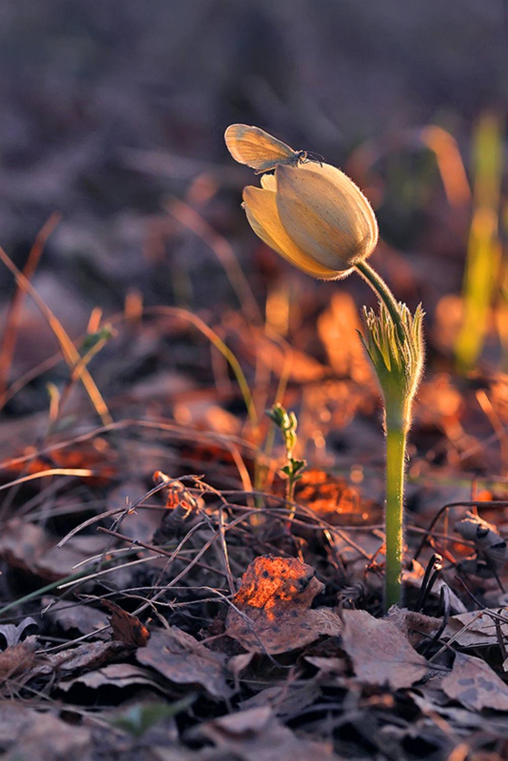 макро, бабочка, подснежник, прострел, весна, сонтрава, закат, вечер, macro, butterfly, flower, Sokolova Tatiana