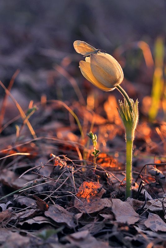 макро, бабочка, подснежник, прострел, весна, сонтрава, закат, вечер, macro, butterfly, flower Малышка фото превью