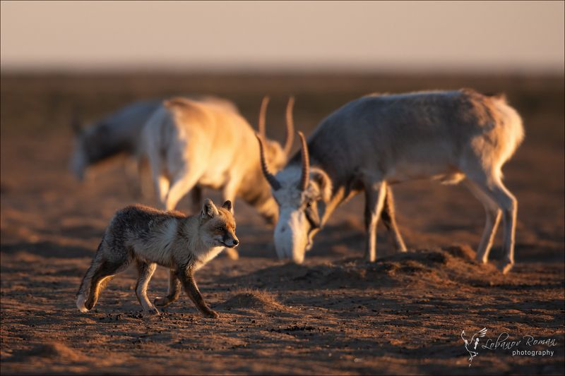Мимоходом ...photo preview