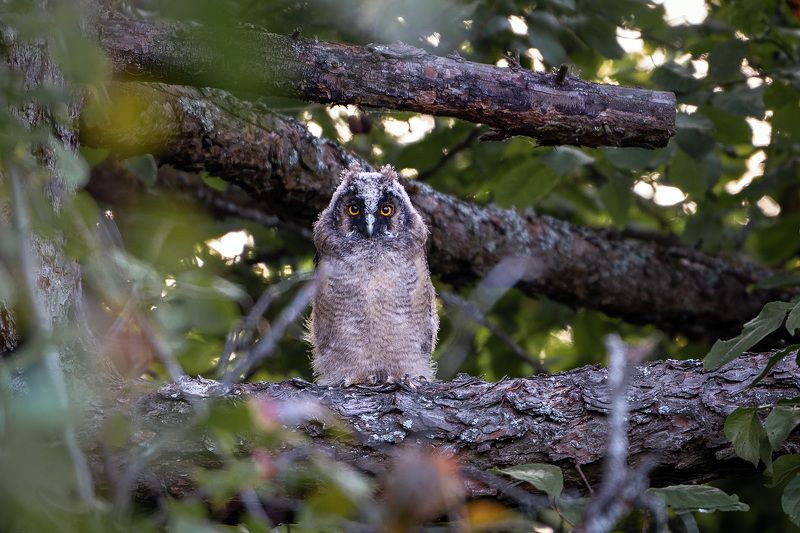 Ушастый совёнокphoto preview
