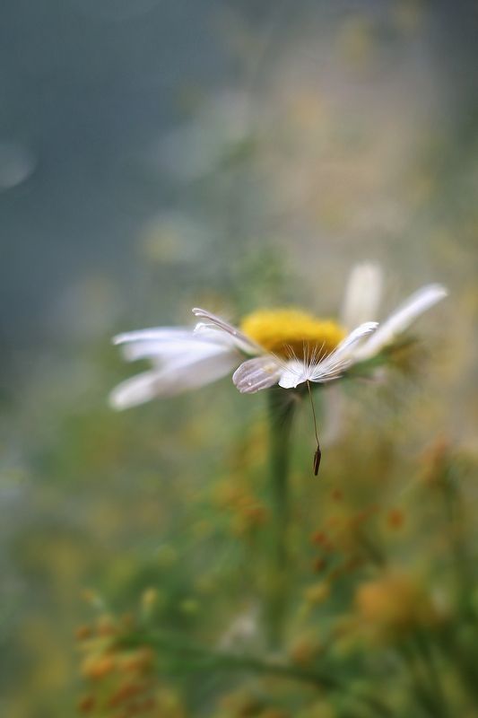 ромашка, одуванчик,гелиос 44,нежность прикосновения Эхо любви фото превью