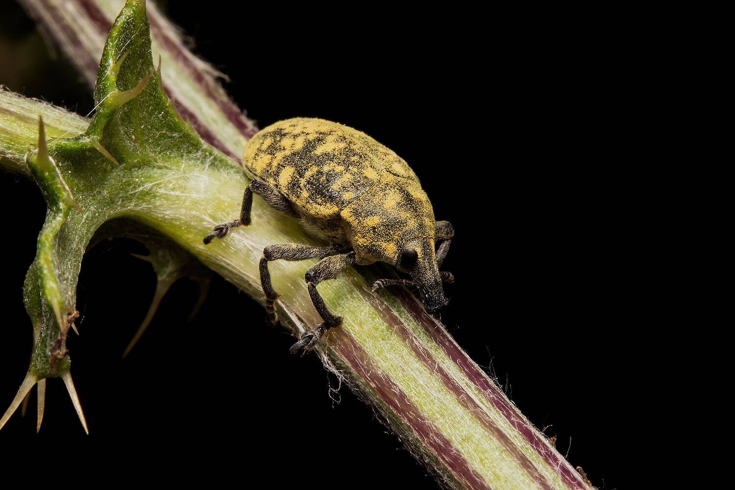coleoptera, insect, macrophoto, insectphoto, macrophotography, enthomology, insectlovers, beetle, nature, Stephane