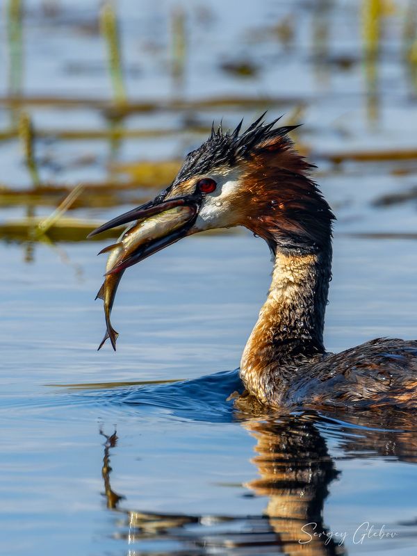 чомга, большая поганка, птицы, пернатые Удачная рыбалкаphoto preview