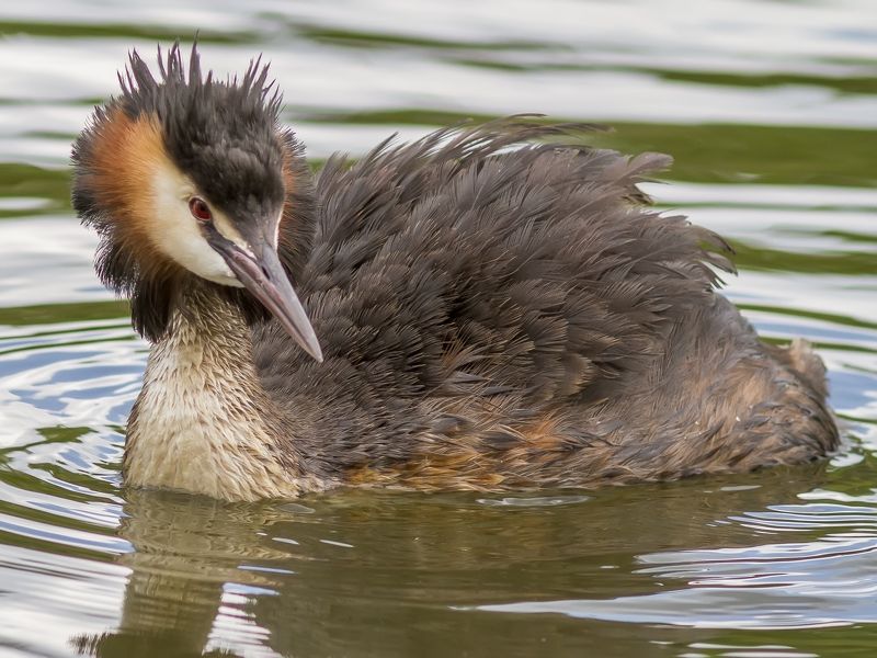 Чомга вышла от цирюльника...photo preview