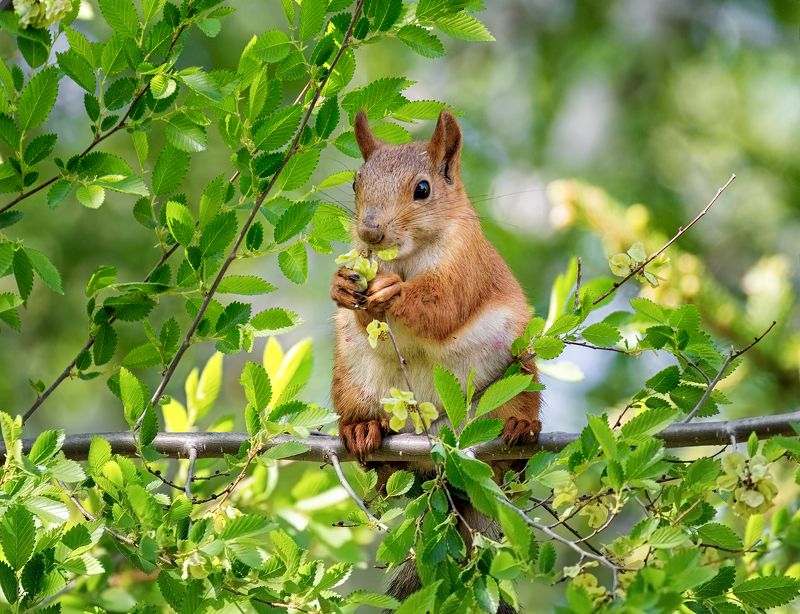 белка, лес, белка обедает.photo preview