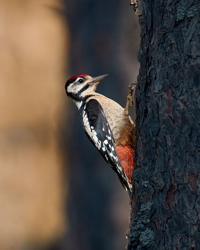дятел птица Дятел фото превью