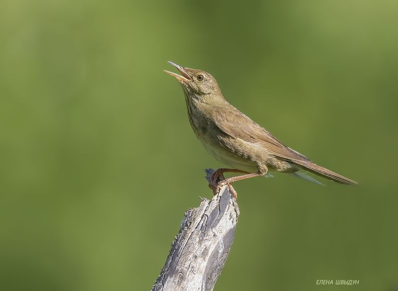 bird of prey, animal, birds, bird, animal wildlife, nature, animals in the wild, river warbler, птицы, птица, речной сверчок River warblerphoto preview