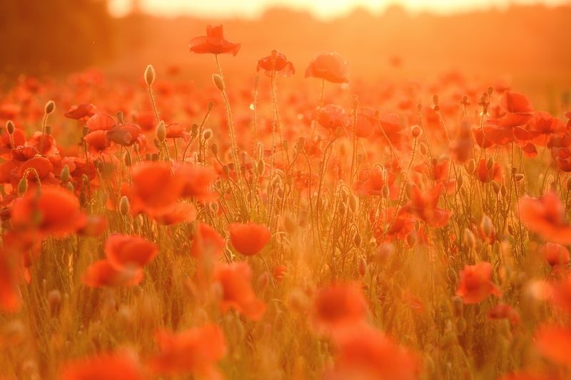 псков, пейзаж, Псковские макиphoto preview