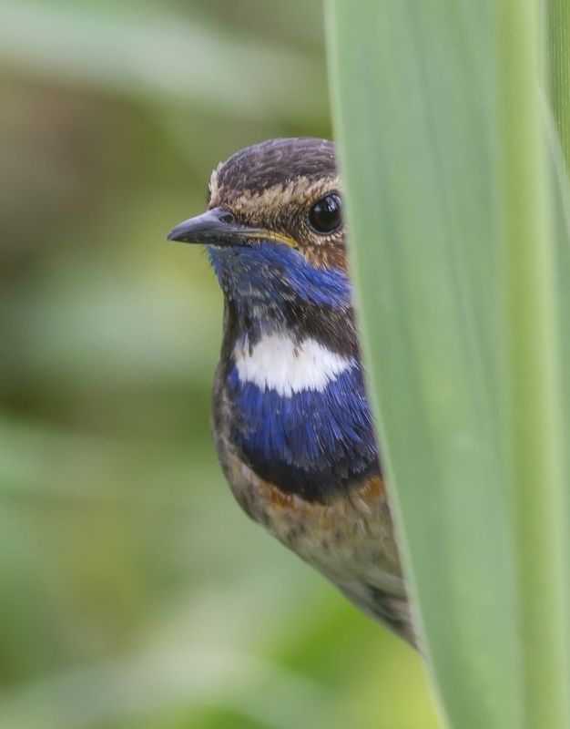 Взгляд из-за кулисы...photo preview